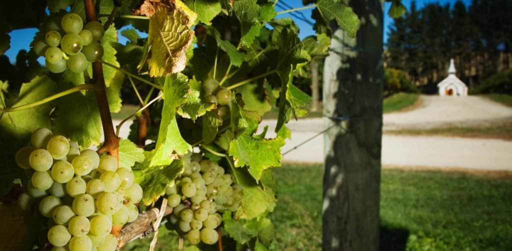 NZ’s grapeshortage “worst in a decade” Drinks Industry Ireland