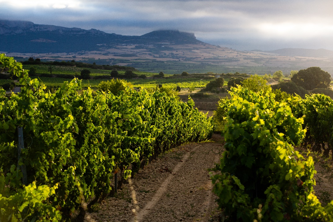 Registrations open for Rioja Wines' November 16th trade-tasting.
